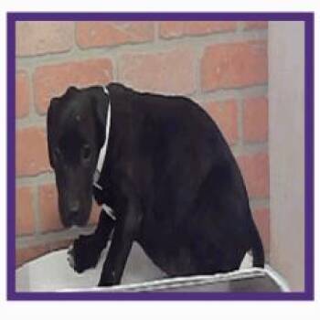 Anna -  Labrador Retriever and Mixed Breed Dog for Adoption in Tacoma, Washington - Anna | PetCurious