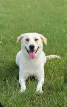 Rescue Labrador Retriever Dogs for Adoption in Harlingen, Texas - MARCELA | PetCurious