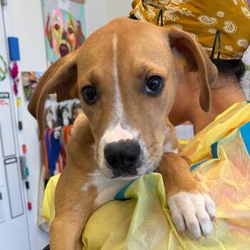 Philbert -  Pit Bull Terrier and Hound Dog for Adoption in Nashville, Tennessee - Philbert | PetCurious