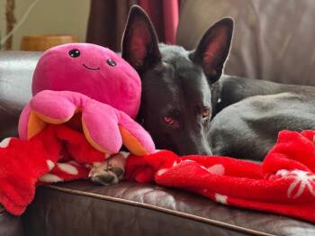 Shelby -  Shepherd and Belgian Shepherd Malinois Dog for Adoption in Princeton, Massachusetts - Shelby | PetCurious