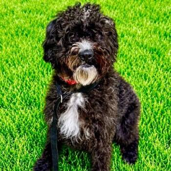 Harry -  Poodle Dog for Adoption in Battle Creek, Michigan - Harry | PetCurious