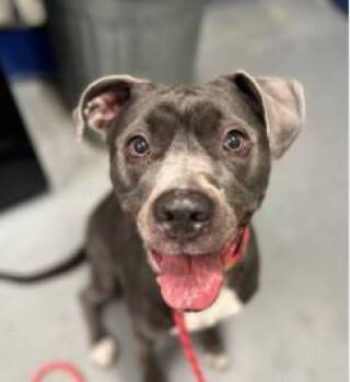 Zoey -  Pit Bull Terrier Dog for Adoption in Ashland, Virginia - Zoey | PetCurious