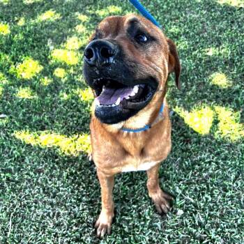 Mixed Breed Dogs Available for Adoption - Moonshine | PetCurious