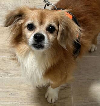 Spaniel Dogs Available for Adoption - Freddy | PetCurious