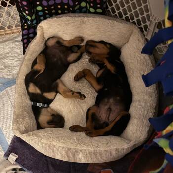 Rottweiler and Mixed Breed Dogs Available for Adoption - Flurry | PetCurious