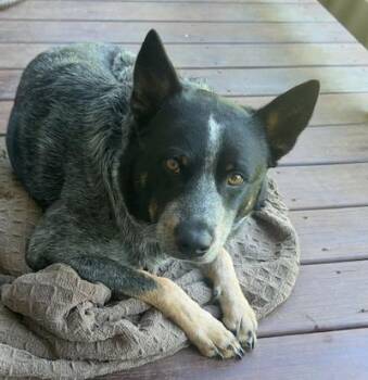 Australian Cattle Dog Blue Heeler Dogs Available for Adoption in Palmyra, Virginia - Banjo | PetCurious
