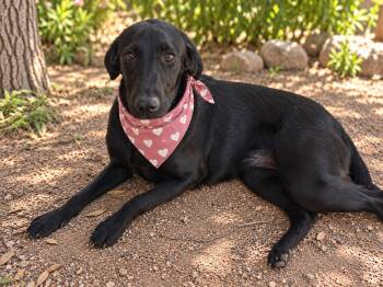 Stella -  Labrador Retriever and Black Labrador Retriever Dog for Adoption in Phoenix, Arizona - Stella | PetCurious