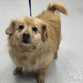 Pomeranian and Cardigan Welsh Corgi Dogs Available for Adoption - Fish | PetCurious