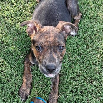 Thorne -  Pit Bull Terrier Dog for Adoption in Wake Forest, North Carolina - Thorne | PetCurious