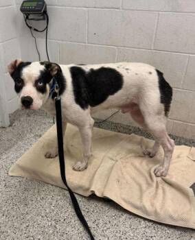 Arbuckle -  Mixed Breed Dog for Adoption in Kansas City, Missouri - Arbuckle | PetCurious