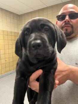 Cane Corso and Black Labrador Retriever Dogs Available for Adoption in Greenfield, Indiana - Aubrie | PetCurious