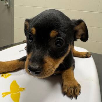 Mixed Breed Dogs Available for Adoption in Lufkin, Texas - Rachel | PetCurious