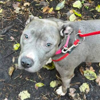 Haze -  Mixed Breed Dog for Adoption in Walker, Michigan - Haze | PetCurious