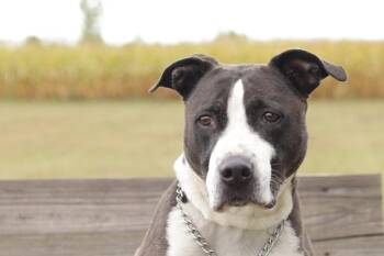 Rescue Mixed Breed Dogs for Adoption in Ionia, Michigan - Mario | PetCurious
