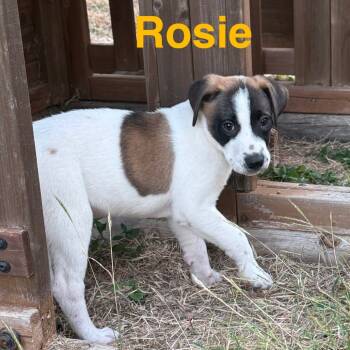 Rescue Belgian Shepherd Malinois and Mixed Breed Dogs for Adoption in San Antonio, Texas - Rosie | PetCurious