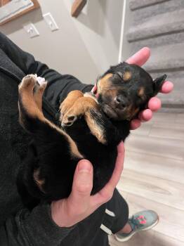 Rescue Hound Dogs for Adoption in Spring Hill, Tennessee - Richard Gilmore | PetCurious