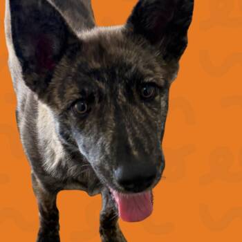 Nectar -  Husky and Mixed Breed Dog for Adoption in Reno, Nevada - Nectar | PetCurious