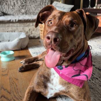 Amber -  Labrador Retriever Dog for Adoption in Chicago, Illinois - Amber | PetCurious