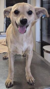 Chihuahua Dogs Available for Adoption in Newburg, Missouri - Woody | PetCurious