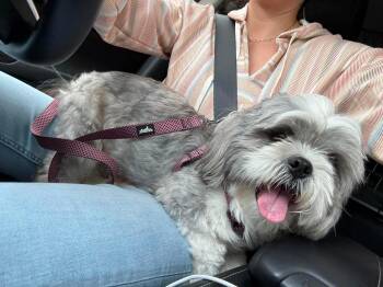 Shih Tzu Dogs Available for Adoption in Gainesville, Virginia - Pluto | PetCurious