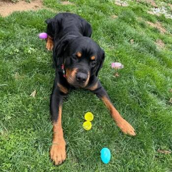 Rottweiler Dogs Available for Adoption in Polk, Ohio - Tyson | PetCurious
