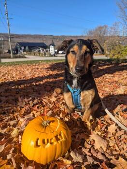 Rescue Collie and German Shepherd Dog Dogs for Adoption in Owen Sound, Ontario - Lucky | PetCurious