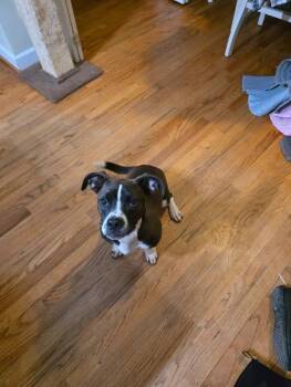 Basset Hound and Pit Bull Terrier Dogs Available for Adoption in Thomasville, North Carolina - CJ | PetCurious