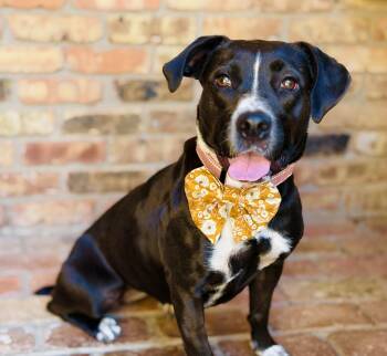 Juliette (Intake 12/2024) -  American Staffordshire Terrier Dog for Adoption in Lucedale, Mississippi - Juliette (Intake 12/2024) | PetCurious