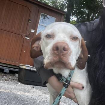 Mixed Breed Dogs Available for Adoption in Summerville, South Carolina - Jasper | PetCurious