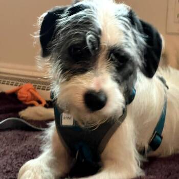 Leo -  Terrier and Mixed Breed Dog for Adoption in Fairfax Station, Virginia - Leo | PetCurious