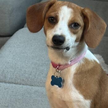 Harriet -  Beagle Dog for Adoption in Plainfield, Illinois - Harriet | PetCurious