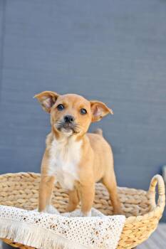 Toulouse -  Cairn Terrier Dog for Adoption in Salt Lake City, Utah - Toulouse | PetCurious