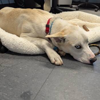 Rigby -  Husky Dog for Adoption in Allegan, Michigan - Rigby | PetCurious