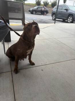 Dream -  Mixed Breed Dog for Adoption in Atlanta, Georgia - Dream | PetCurious