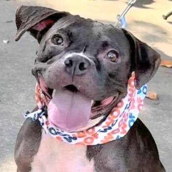 Rescue Plott Hound Dogs for Adoption in New York, New York - NIKITA "In NY: Foster Or Forever Home Needed!" | PetCurious