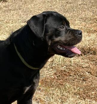 Rottweiler Dogs Available for Adoption - Maple  | PetCurious