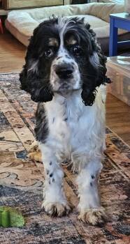 Cassel -  Cocker Spaniel Dog for Adoption in Martinsville, Indiana - Cassel | PetCurious