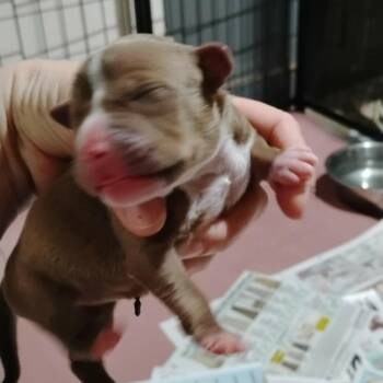 Ida -  Mixed Breed Dog for Adoption in Dekalb, Illinois - Ida | PetCurious