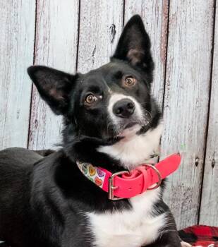 Rescue Border Collie Dogs for Adoption in Placerville, California - Jazz | PetCurious