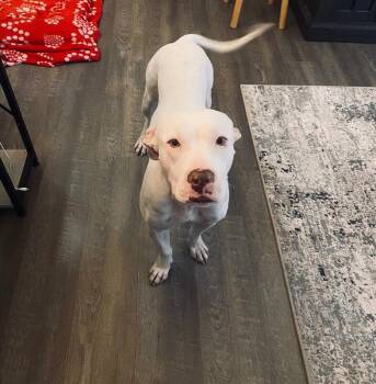 Pit Bull Terrier and Mixed Breed Dogs Available for Adoption - Princess | PetCurious