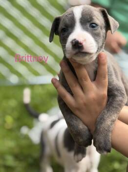 Brittney -  Mixed Breed Dog Available for Adoption - Brittney | PetCurious