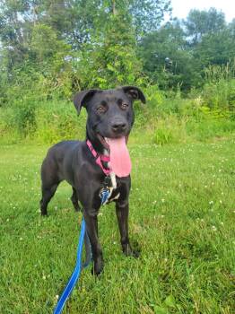 Rescue Black Labrador Retriever Dogs for Adoption in Medina, Ohio - Caroline-Not Accepting Applications Yet! | PetCurious
