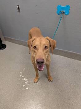 FLOUNDER -  Labrador Retriever and Mixed Breed Dog for Adoption in Las Vegas, Nevada - FLOUNDER | PetCurious