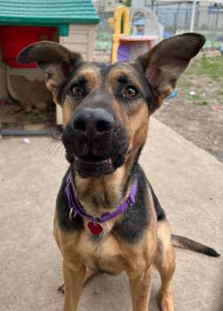 German Shepherd Dog Dogs Available for Adoption in Warren, Michigan - Woody | PetCurious