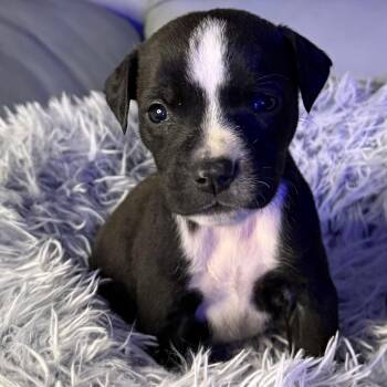 American Bully Dogs Available for Adoption - Julien | PetCurious