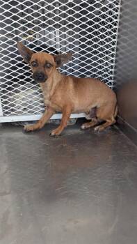 Chihuahua Dogs Available for Adoption in Thousand Oaks, California - Sunny - URGENT AND AT RISK | PetCurious