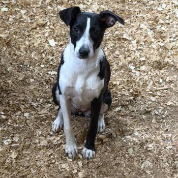 Dolly -  Labrador Retriever and Mixed Breed Dog for Adoption in Anderson, Texas - Dolly | PetCurious