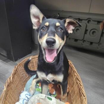 Husky and Mixed Breed Dogs Available for Adoption in Corpus Christi, Texas - Oswald | PetCurious