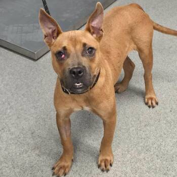 Willie -  Mixed Breed Dog for Adoption in Martinsville, Virginia - Willie | PetCurious