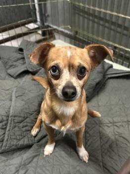 Chihuahua and Mixed Breed Dogs Available for Adoption in Roseville, California - Cornelius | PetCurious